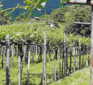 BORGOFRANCO – Candidatura a “Paesaggi terrazzati viticoli alle falde del Mombarone”