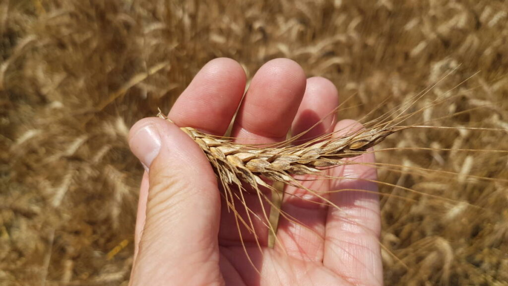 TORINO - Quasi terminata la campagna del grano più difficile degli ultimi anni