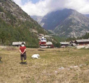 NOASCA – I Vigili del Fuoco salvano una mucca