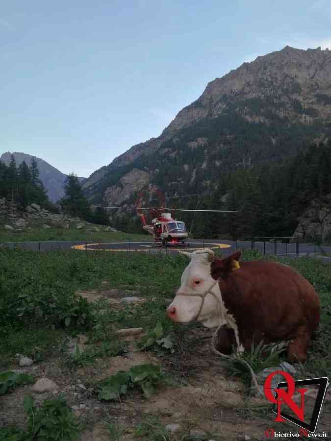NOASCA – Recuperata dai Vigili del Fuoco una mucca ferita (FOTO)