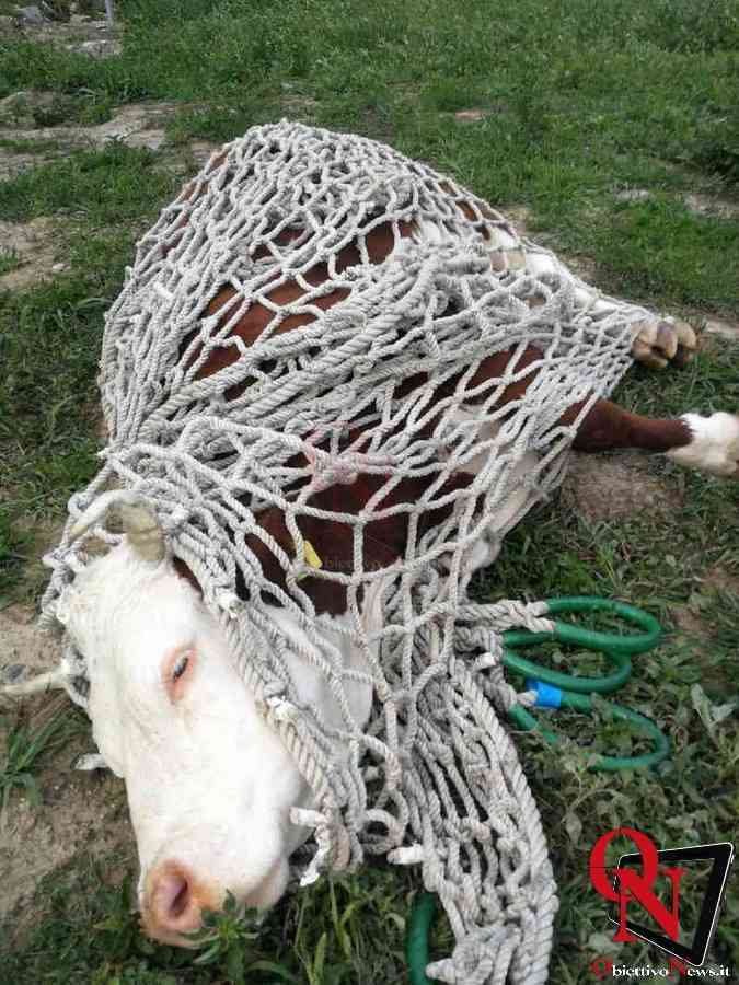 NOASCA – Recuperata dai Vigili del Fuoco una mucca ferita (FOTO)
