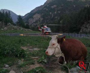 NOASCA – Recuperata dai Vigili del Fuoco una mucca ferita (FOTO)