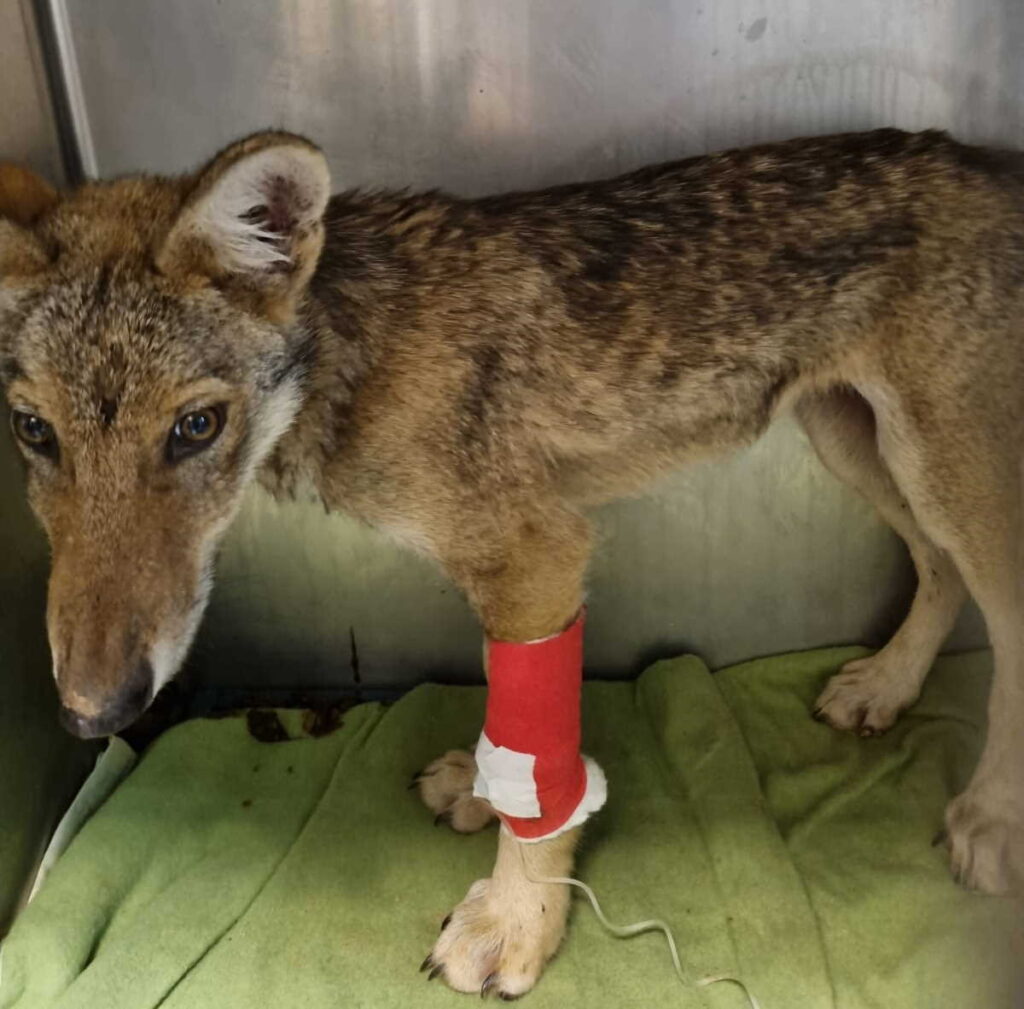 CANAVESE – Tornato in natura il cucciolo di lupo trovato ferito nei boschi