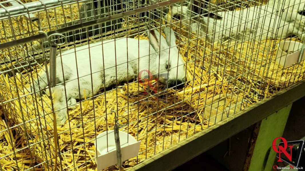 CUORGNE' - Successo per la prima giornata della “Mostra del Coniglio”