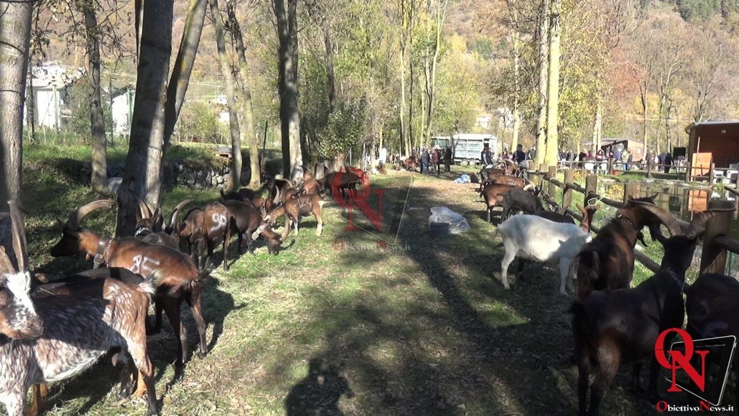 LOCANA – Tanta gente alla 35a fiera delle capre (FOTO E VIDEO)