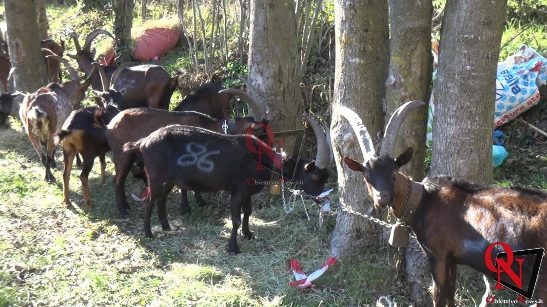 LOCANA – Tanta gente alla 35a fiera delle capre (FOTO E VIDEO)