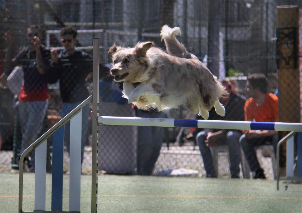 BARBANIA - Grande successo per la gara di “Agility dog” (FOTO)