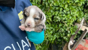 VITERBO – Sequestrati 20 cani, tra cui 6 cuccioli dall’OIPA di Viterbo