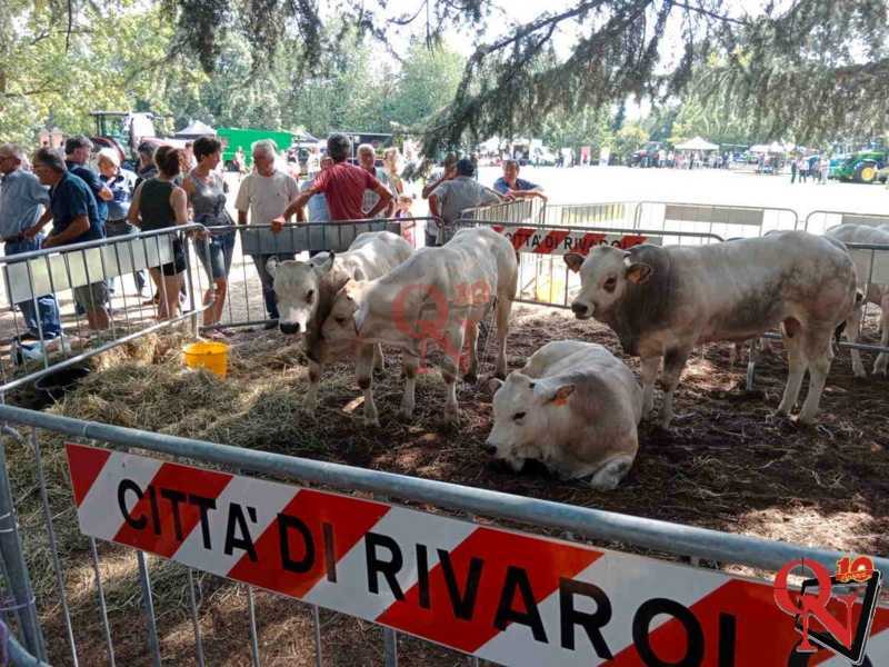 RIVAROLO CANAVESE - Mostra Zootecnica: 7 allevatori presenti al tradizionale appuntamento (FOTO E VIDEO)