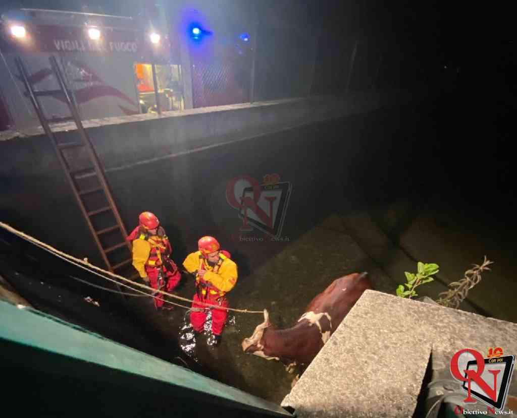 CASTELLAMONTE – Salvata una mucca bloccata in acqua nel canale di Caluso (FOTO)