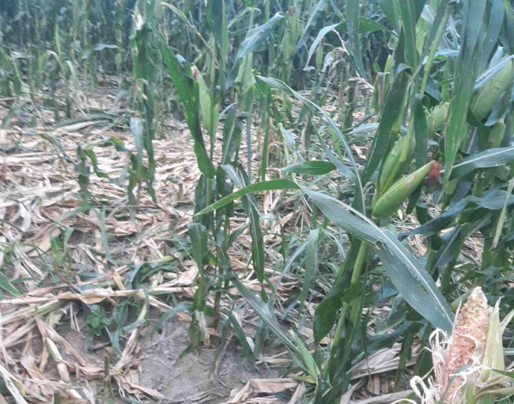 MONTALTO DORA - Problema cinghiali: sindaci e agricoltori vogliono soluzioni (FOTO) 1 MONTALTO DORA - Problema cinghiali: sindaci e agricoltori vogliono soluzioni (FOTO)