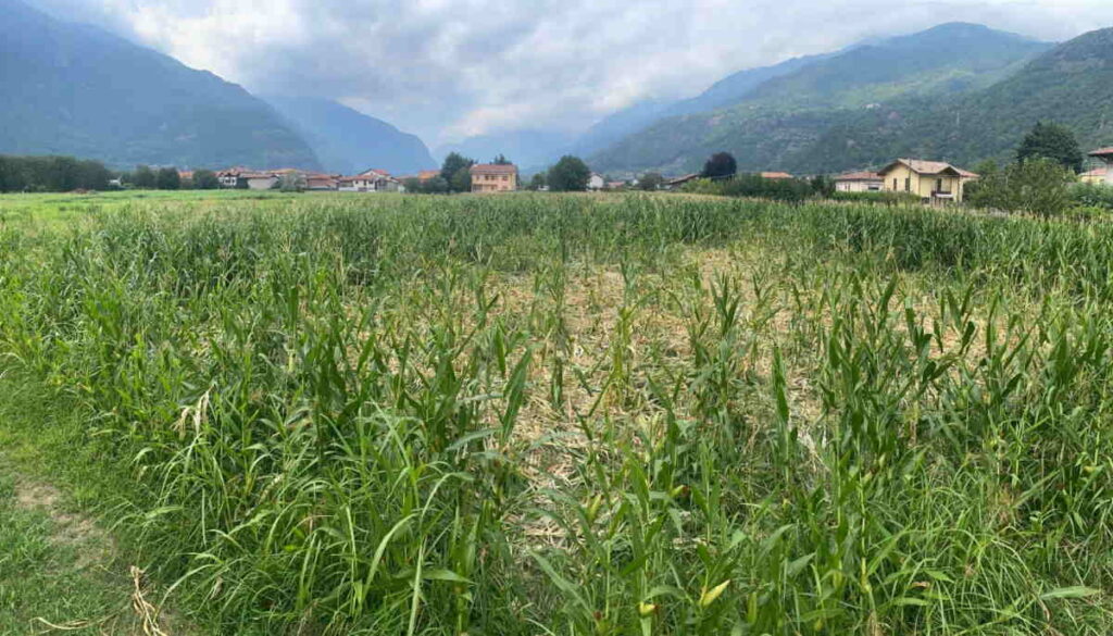 MONTALTO DORA - Problema cinghiali: sindaci e agricoltori vogliono soluzioni (FOTO) 2 MONTALTO DORA - Problema cinghiali: sindaci e agricoltori vogliono soluzioni (FOTO)