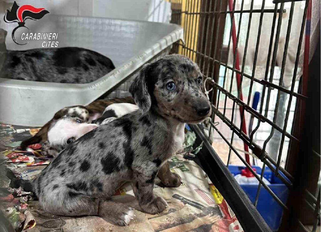 CHIVASSO – Scoperto un allevamento abusivo di cani a scopo commerciale; 3 indagati (FOTO)