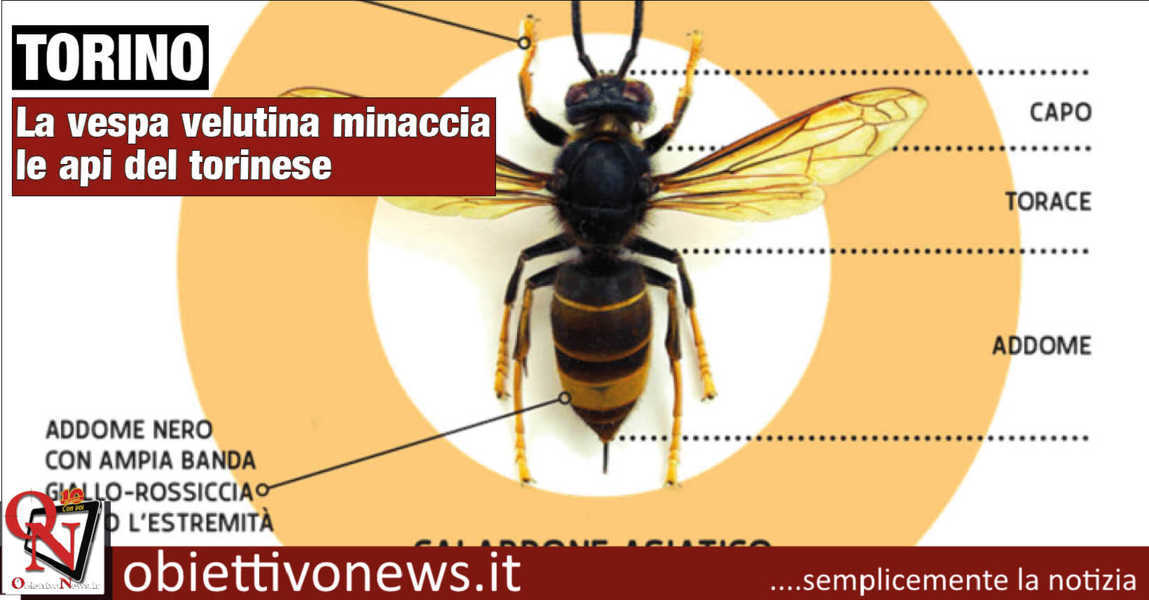 Api Valetini TORINO - Le api del torinese minacciate dalla vespa velutina