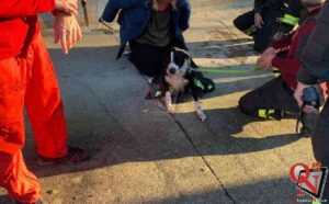 SAN FRANCESCO AL CAMPO – Salvato cagnolino caduto in una vasca di raccolta acqua (FOTO)