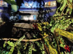 CUCEGLIO – Incidente: albero caduto in via Montalenghe e una vettura non frena in tempo