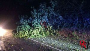 SAN MARTINO CANAVESE – Forte vento: alberi caduti in frazione Silva e sulla Pedemontana