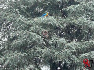 CALUSO – Tentativo di recupero di un pappagallo esotico su un albero ad Arè (FOTO)