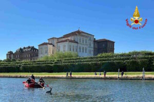 VENARIA REALE – Recuperato un capriolo caduto nella vasca di una fontana della Reggia