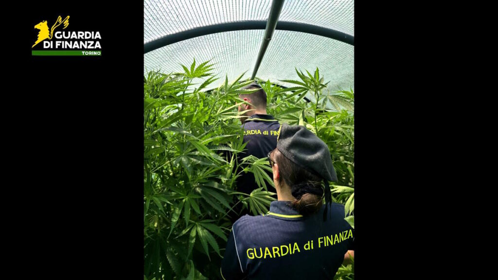 22 piante di maijuana ad ala di stura arrestata donna