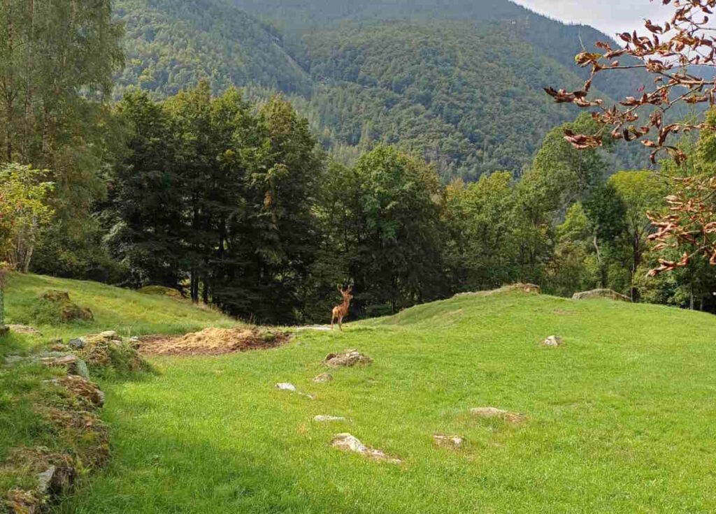 allontanato un cervo da canova, ala di stura