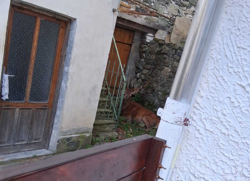 ala di stura cervo vicino alle case a canova