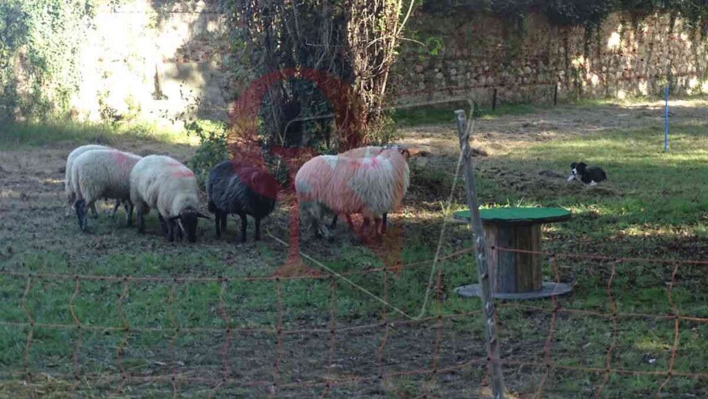 shipping dog alla fiera agricola di bosconero