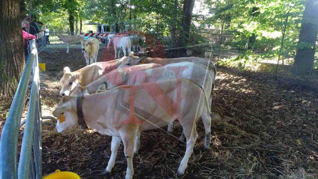 i vitelli e il bestiame a bosconero alla fiera agricola