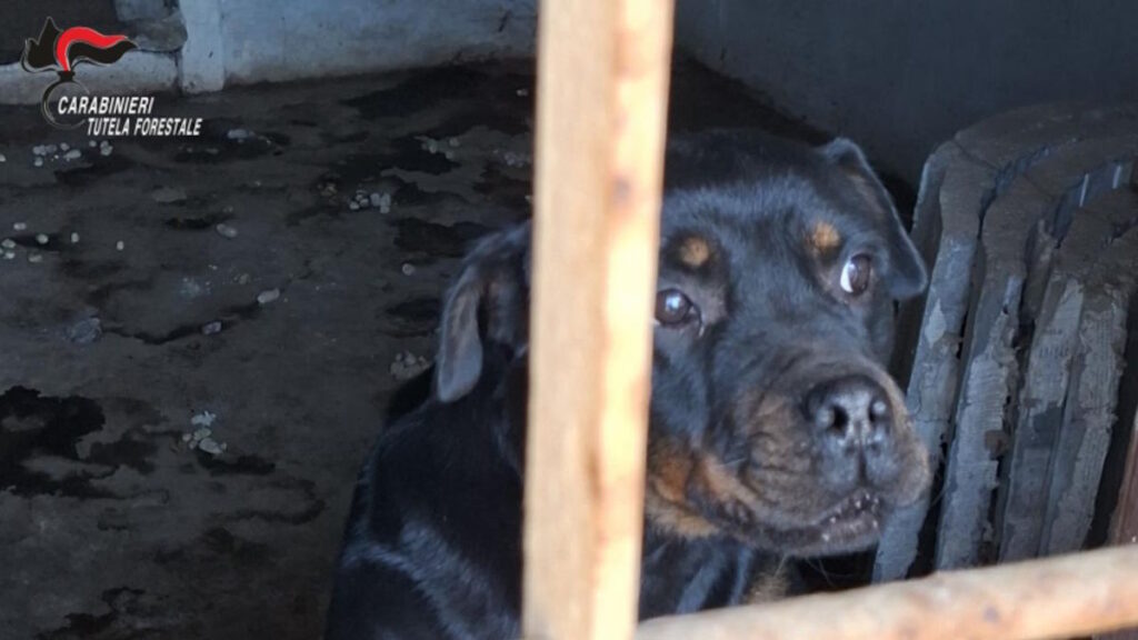 A coazze cani e gatti mal nutriti e sporchi