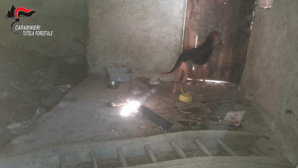 cani e gatti abbandonati in locali a coazze
