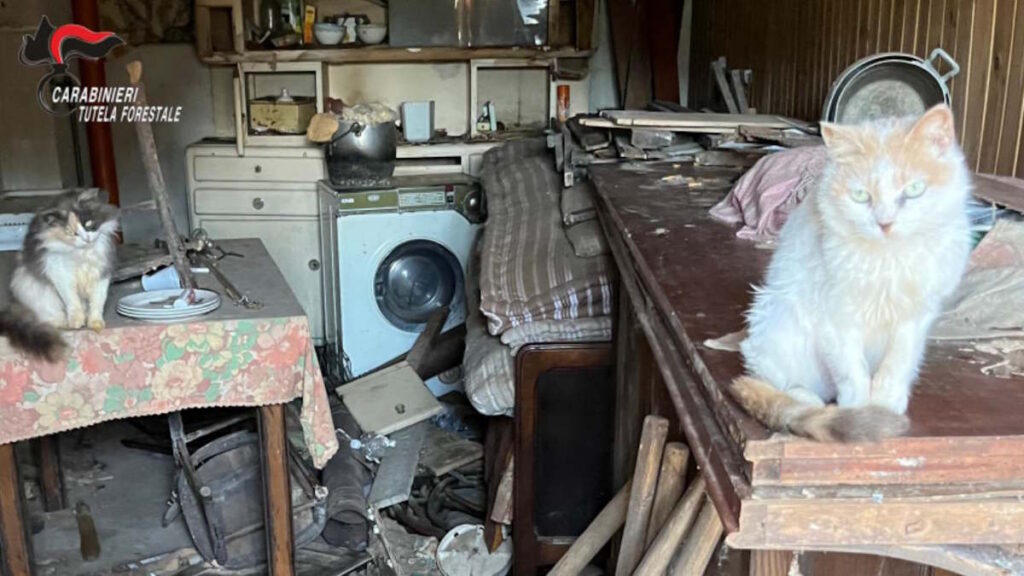 a coazze cani e gatti malati e senza cibo
