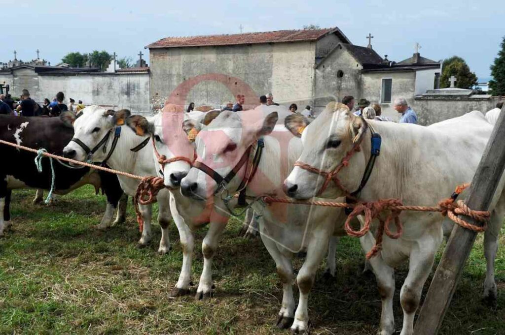 fiera di san grato a rivarolo canavese frazione argentera