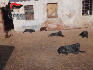SCARMAGNO – Vendeva cani senza pedigree: denunciato 27enne per frode in commercio