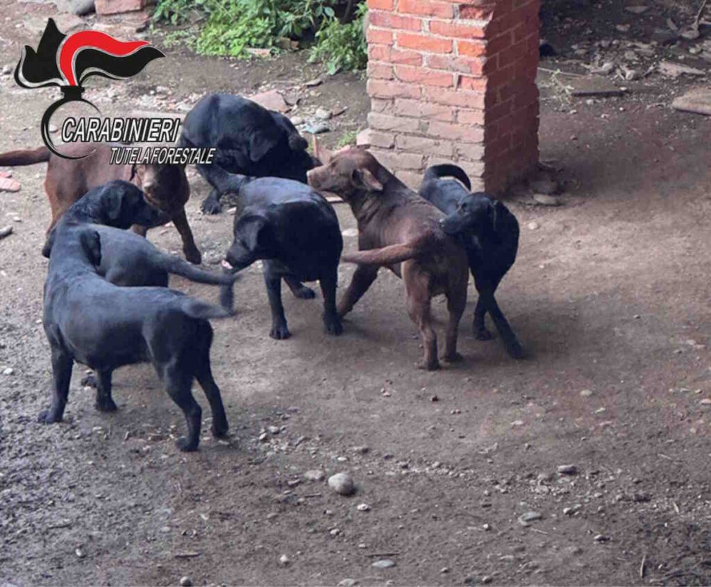 12 cani senza pedigree sequestrati a Scarmagno