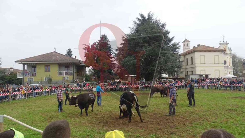 battaglia delle reines a castellamonte sant'antonio alla fiera di ognissanti
