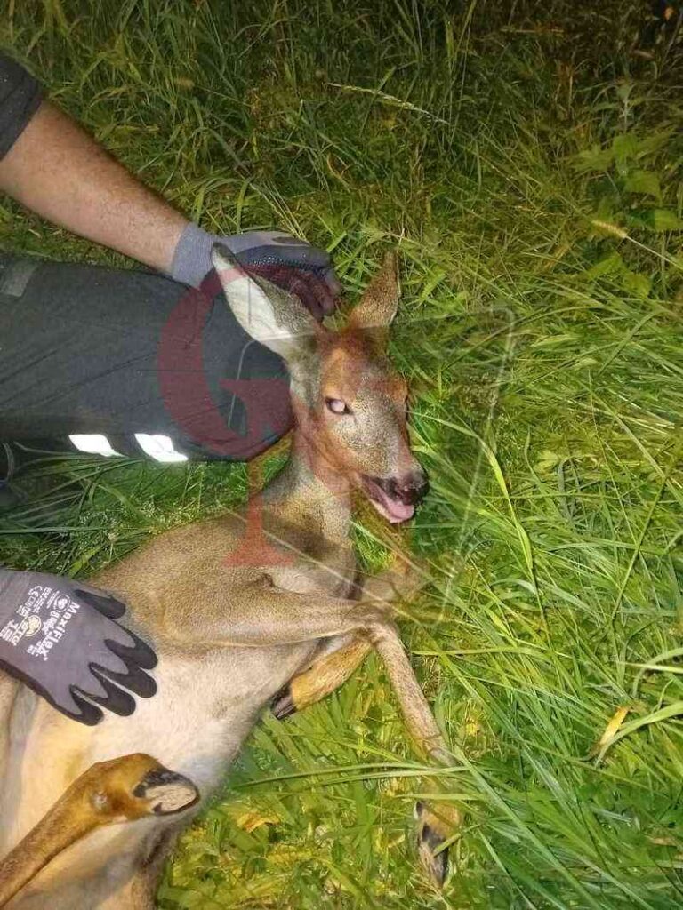 cuorgnè investito capriolo a priacco