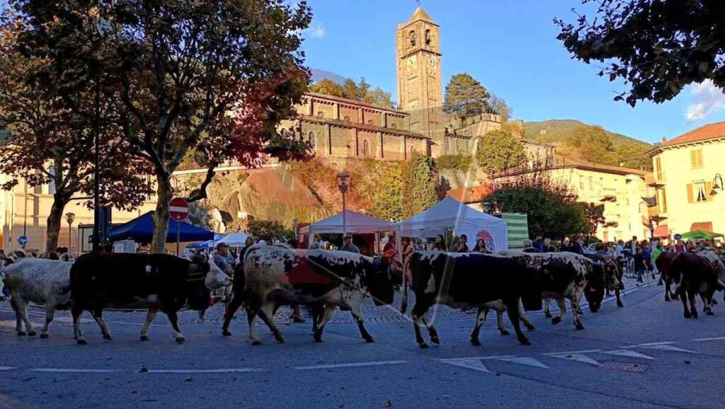 mandrie alla transumanza a pont canavese