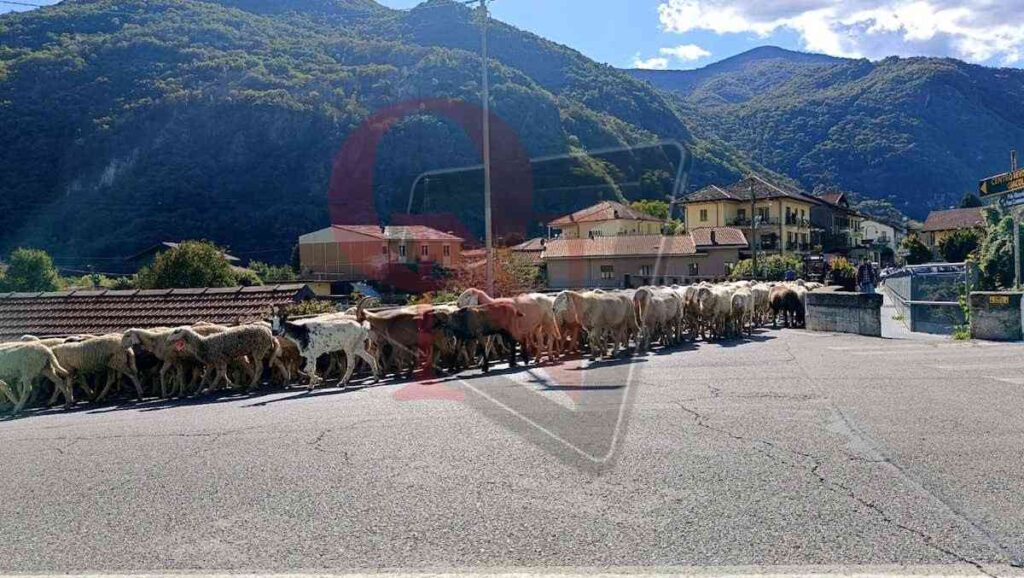 greggi in transumanza a pont canavese