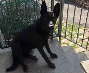 PRASCORSANO – Trovato morto un cagnolino disperso; recuperato dai VVF