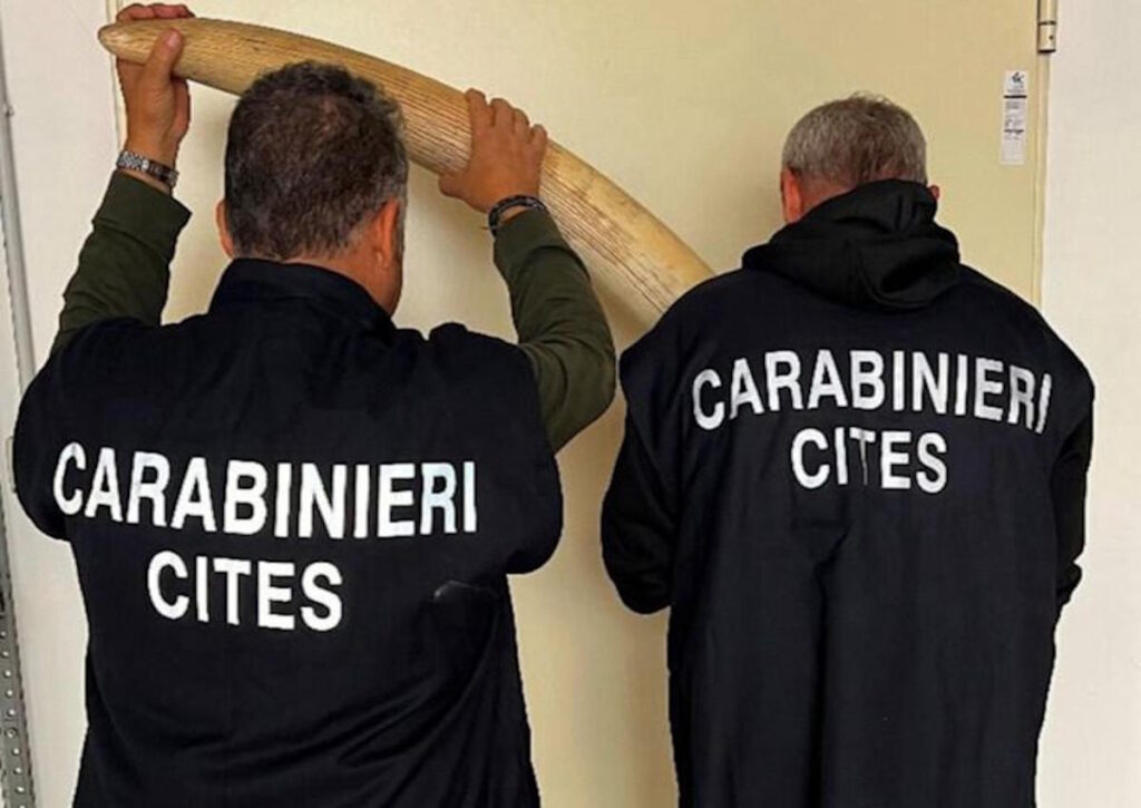 torino caselle sequestrate zanne