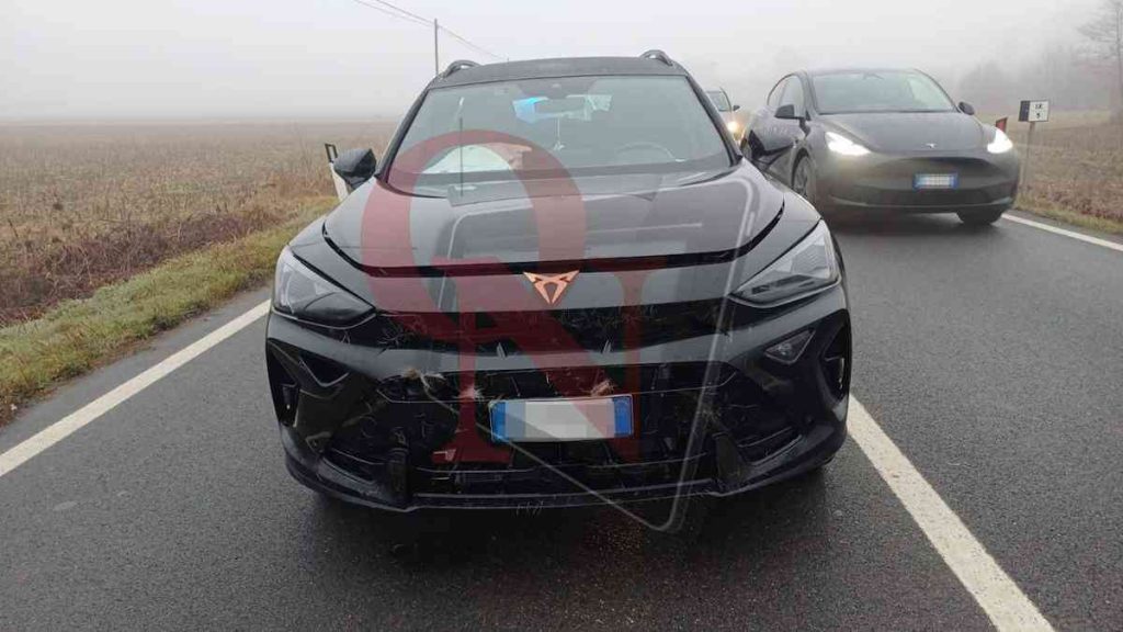 volpiano incidente investito capriolo