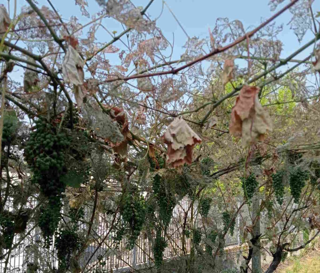 canavese popillia japonica