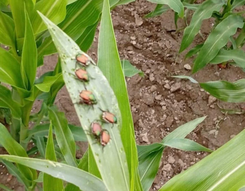 canavese popillia japonica
