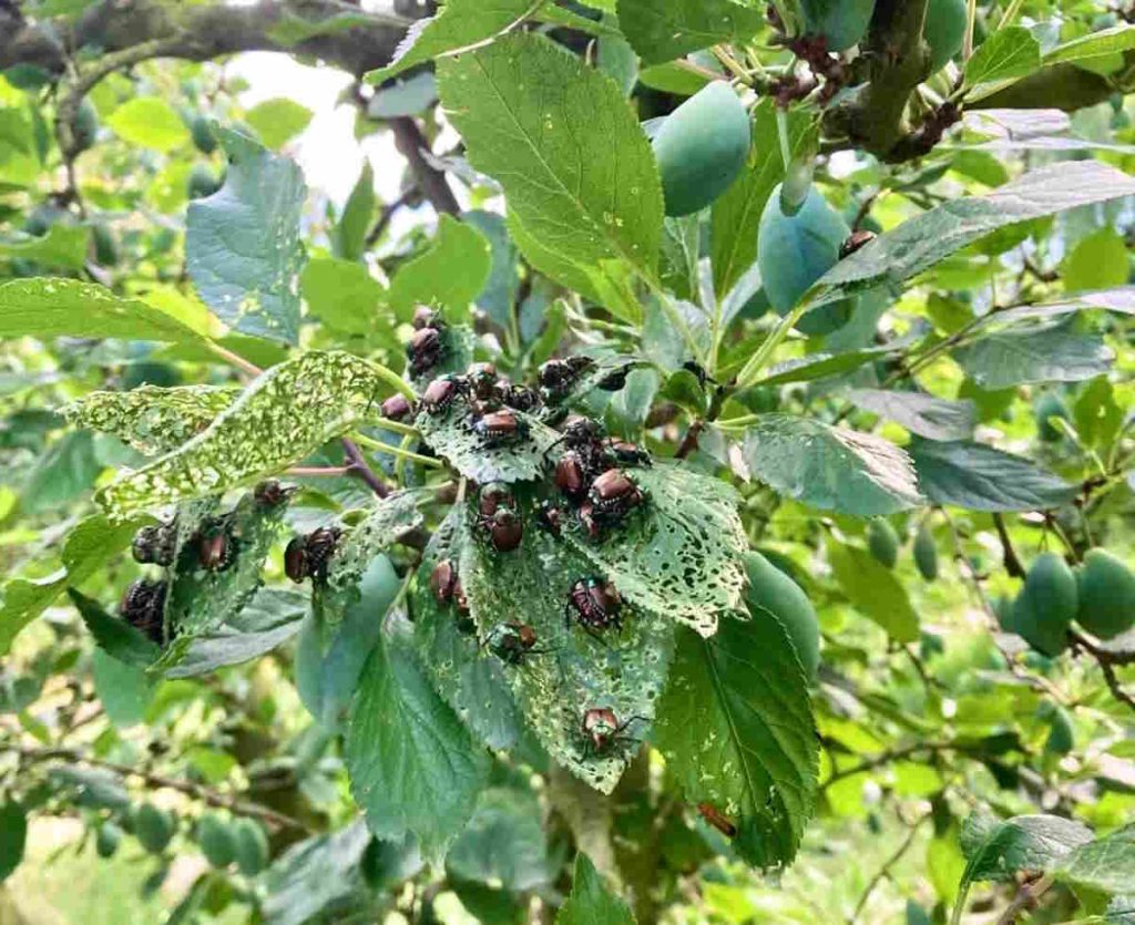 canavese popillia japonica