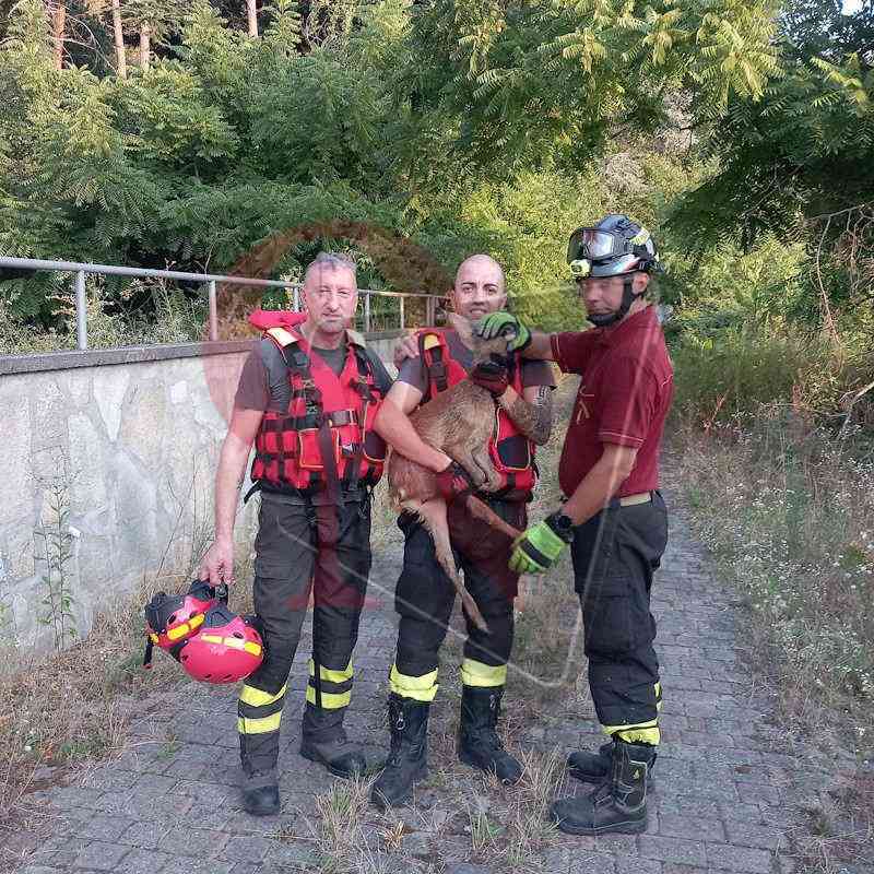 montalto dora vigili del fuoco salvano capriolo