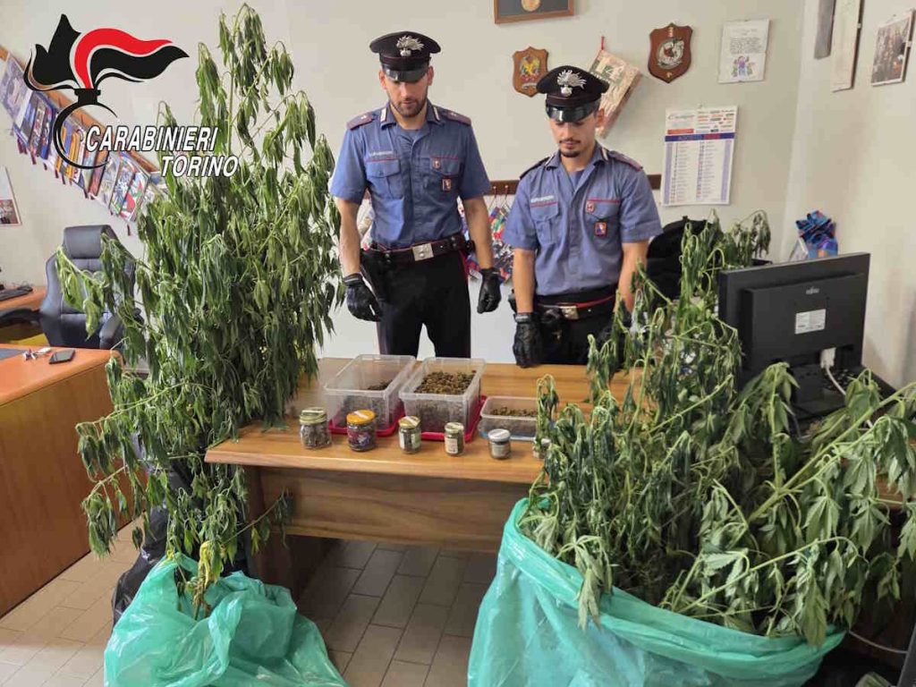 Cuorgnè coltivava marijuana