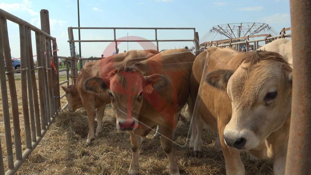 rivarolo canavese argentera mostra zootecnica