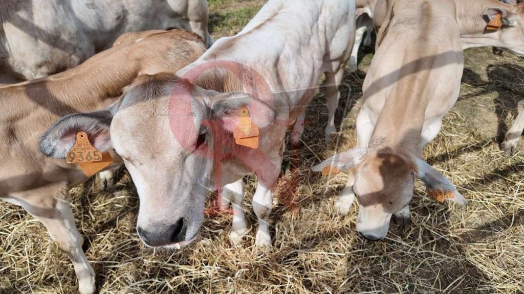 rivarolo canavese argentera mostra zootecnica