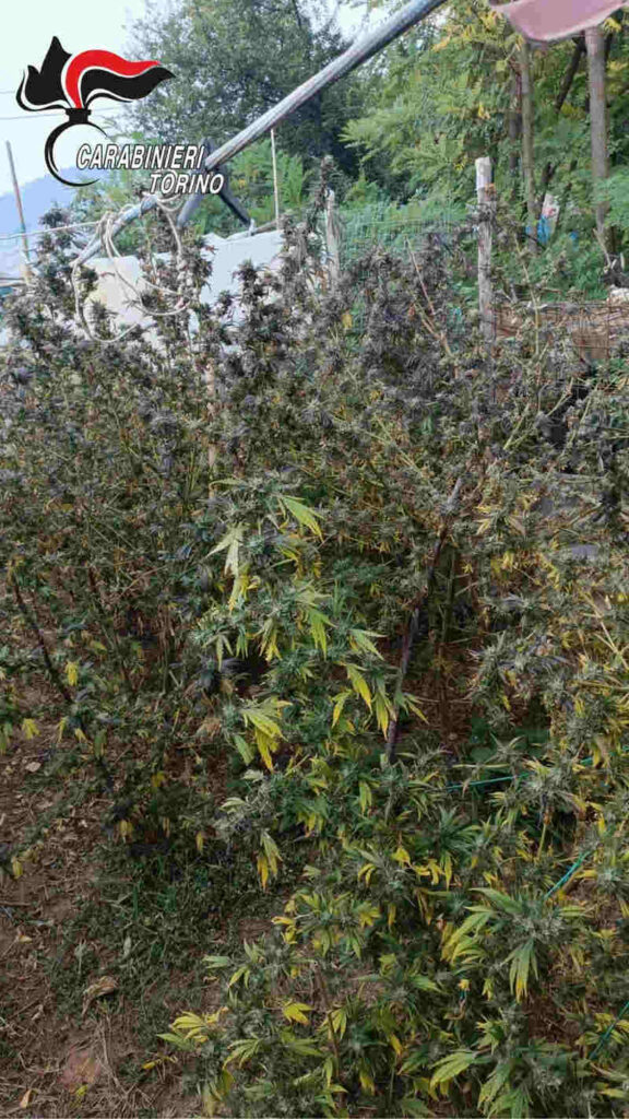 Corio cannabis