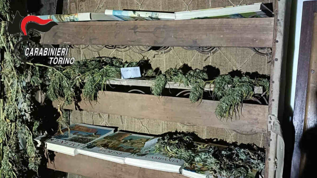 Corio cannabis